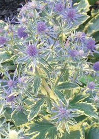 Eryngium planum 'Jade Frost'